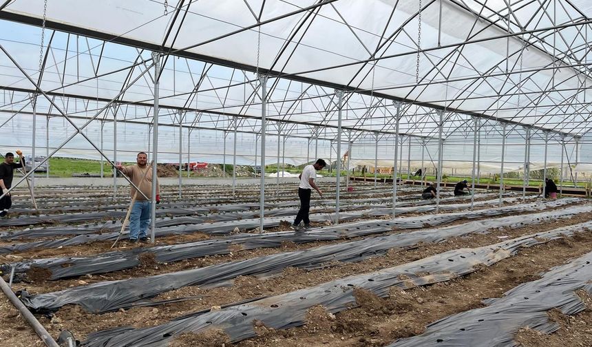 Erzincan'da bir ilçe daha seracılığa başladı...