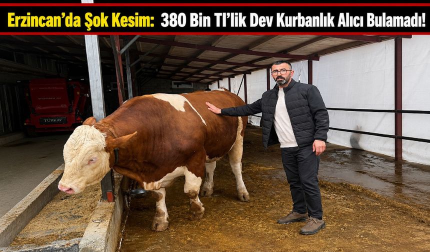 Erzincan’da Şok Kesim: 380 Bin Tl’lik Dev Kurbanlık Alıcı Bulamadı!