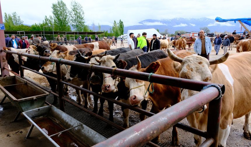 Erzincan’da Kurban Keseceklere Şok Uyarı: O Detay Yoksa İbadetiniz Boşa Gidebilir!