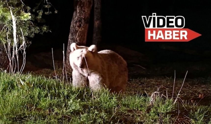 Erzincan’da korkutan yakınlaşma...