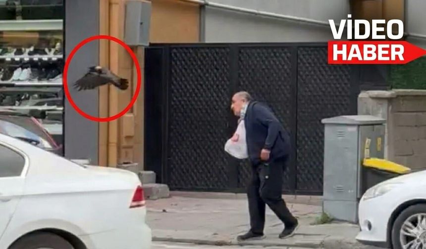 Erzincan'da Karga Dehşeti! Yoldan Geçen Vatandaşa Defalarca Saldırdı