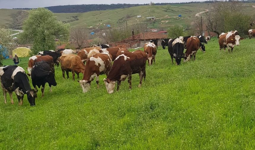 Erzincanlı Yetiştiricileri Yakından İlgilendiren Karar... Sorun Çözüldü...