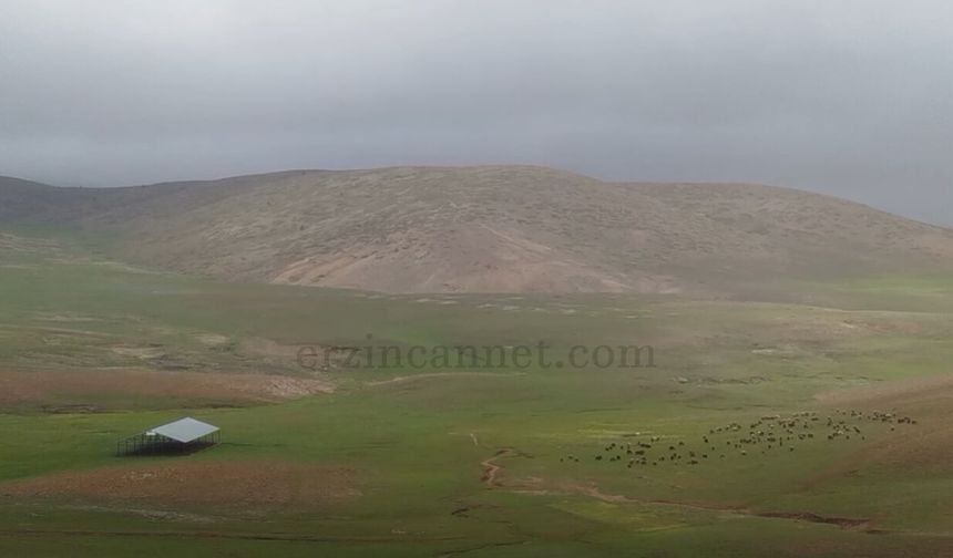 Erzincan’da 2400 Rakımda Hayvan Refahı İçin Örnek Çalışma