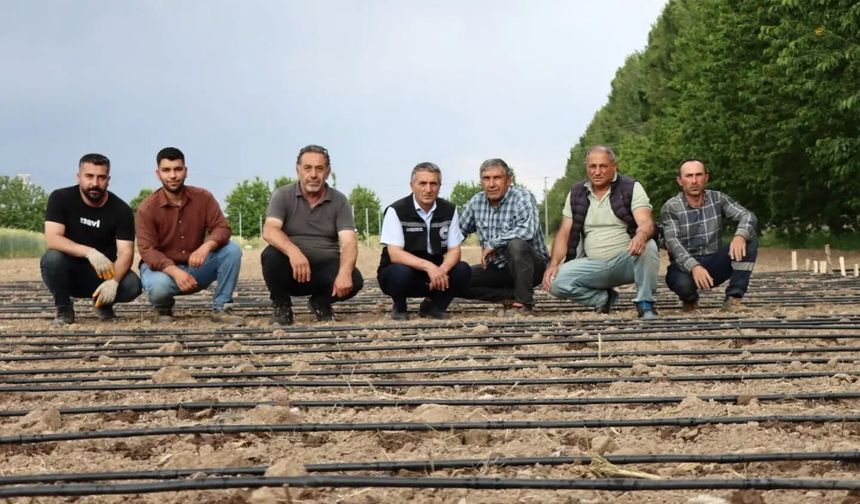 Erzincan’da İlk Kez Deneniyor! Çiftçiler İçin Yeni Kazanç Kapısı Olabilir