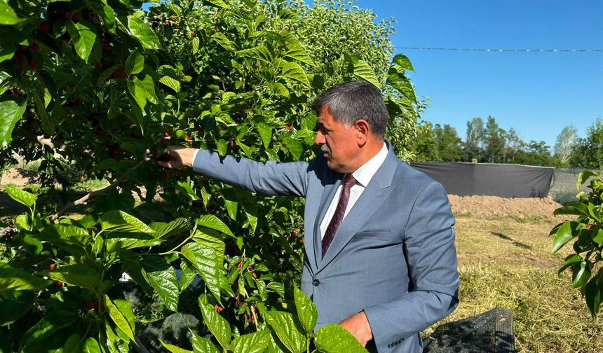 Erzincan'da dut bereketiyle geldi...Başkan Aksun hasada katıldı...