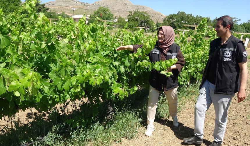 Erzincan’da Çiftçiler İçin Yeni Bir Ekonomik Gelir Kapısı Tanıtıldı