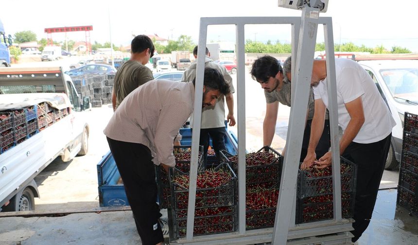 Erzincan Kirazı Dalından Dünyaya Uzanıyor...