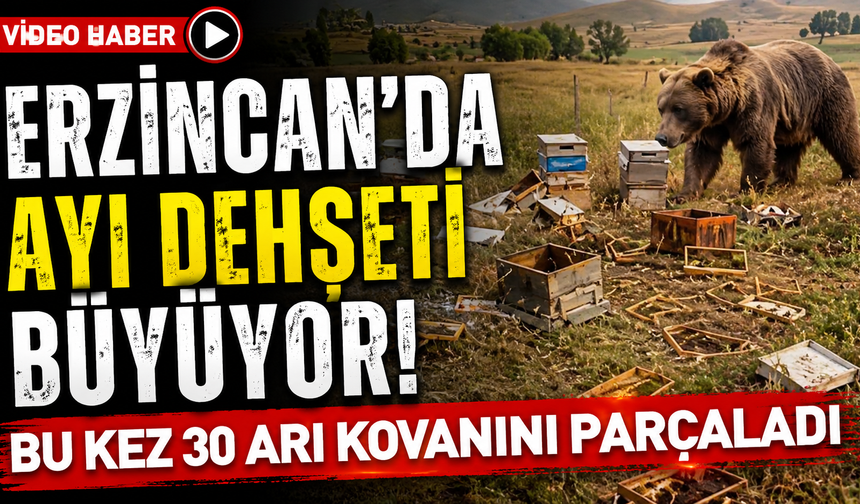 Erzincan’da Ayı Dehşeti Büyüyor! Bu Kez 30 Arı Kovanını Parçaladı