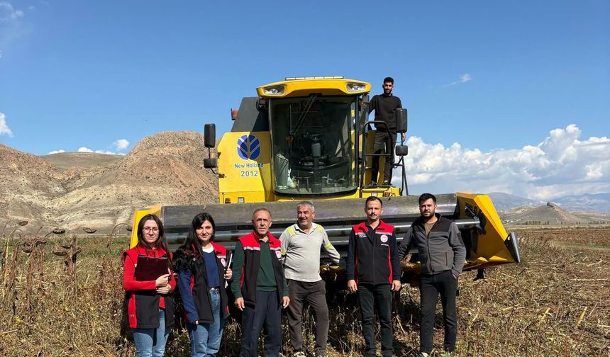 Erzincan’ın Sarı Bereketi Büyüyor! Hasatta Sıkı Denetim...