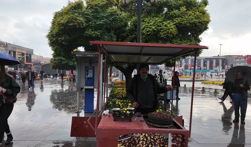 Erzincan’da Yağmur Altında Kestane Mesaisi