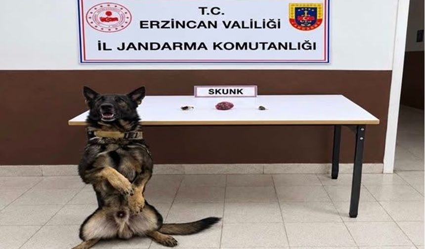 Refahiye’de Uygulama Noktasında Yakalandı: 13 Gram Skunk Ele Geçirildi