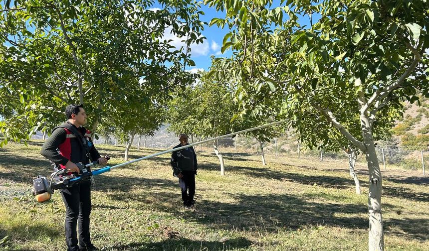 Erzincan'da 35 Bin Ceviz Ağacıyla Ekonomiye Katkı!