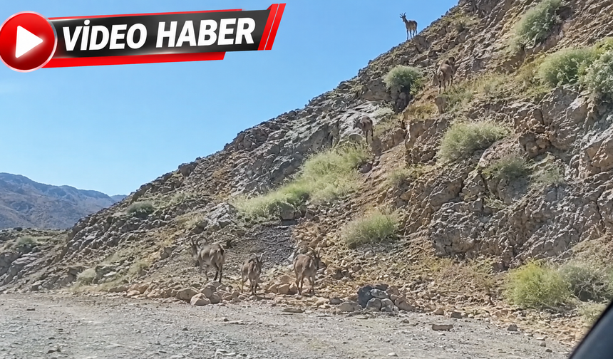 Kemaliye Yolunda Nefes Kesen Görüntü! Dağ Keçileri Bir Anda Yola İndi