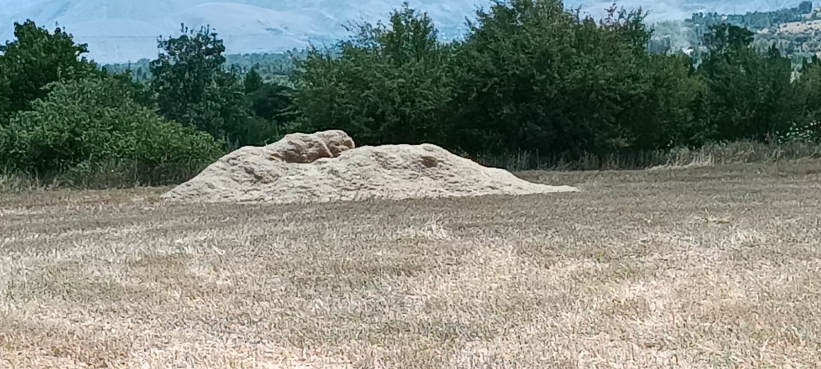 buğday samanı