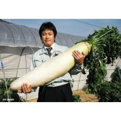 daikon-giant-long-japanese-radish-seeds