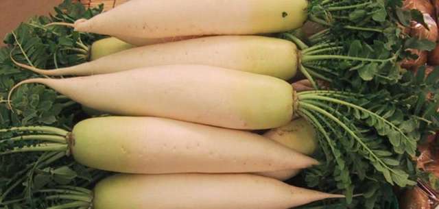 Daikon.Japan