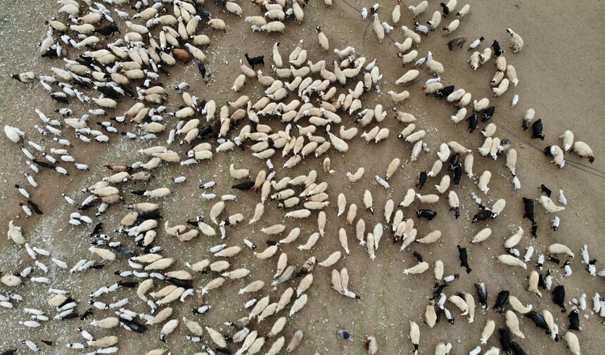 Erzincan'da Kuzulama Dönemi