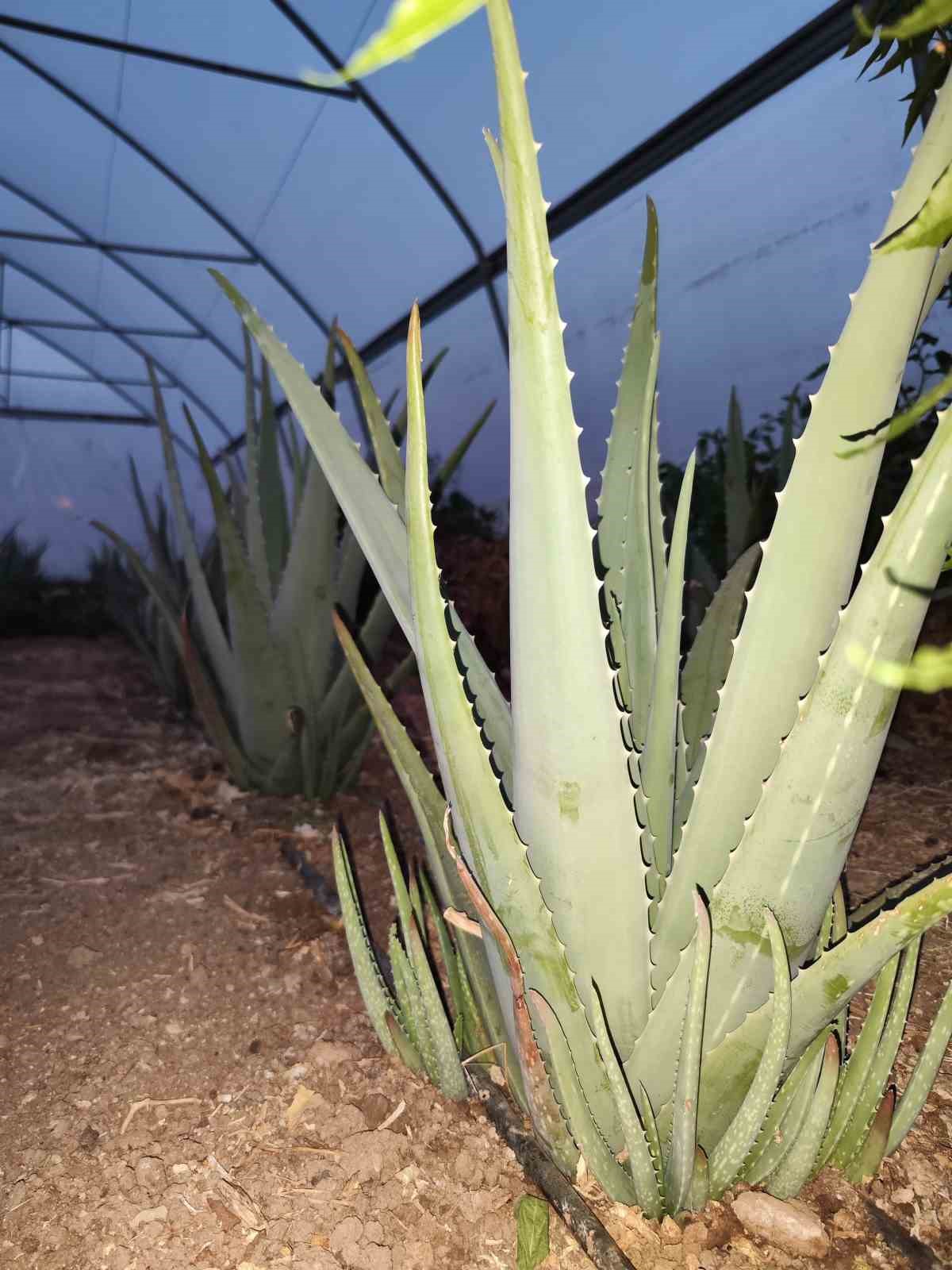 Aloe Vera