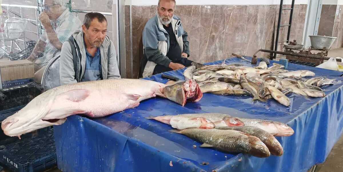 Erzincan Fırat Turna Balığı 2