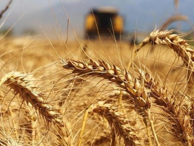 Buğday Fiyatları Merakla Bekleniyor 1