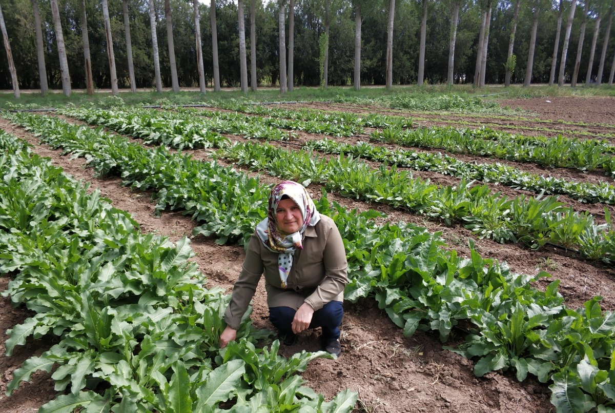 Evelik Kuzukulağı Erzincan 3