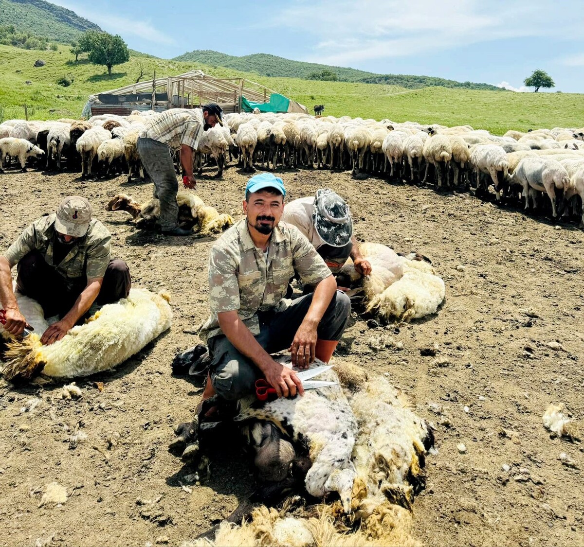 Koyun Kırkma Tunceli 1 (1)