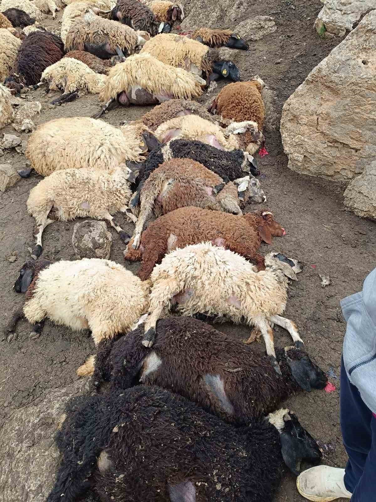 Kurtlar Sürüye Saldırdı, 74 Koyun Telef Oldu