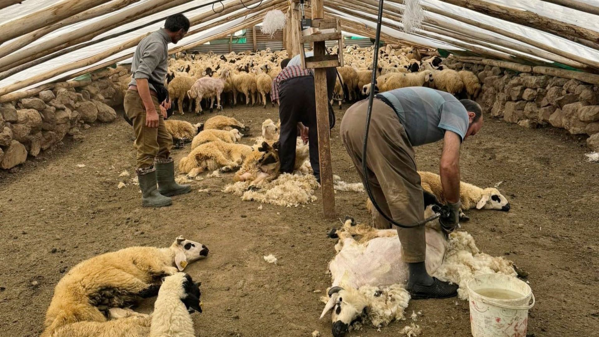 Makine Ile Koyun Kırkma 1