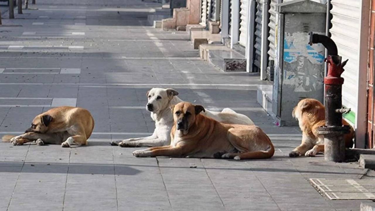 Sokak Köpekleri Taslağı