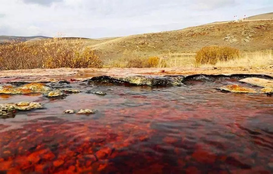 Dünyada Tek Erzincan’da Buluyor. Koruma Altında 2