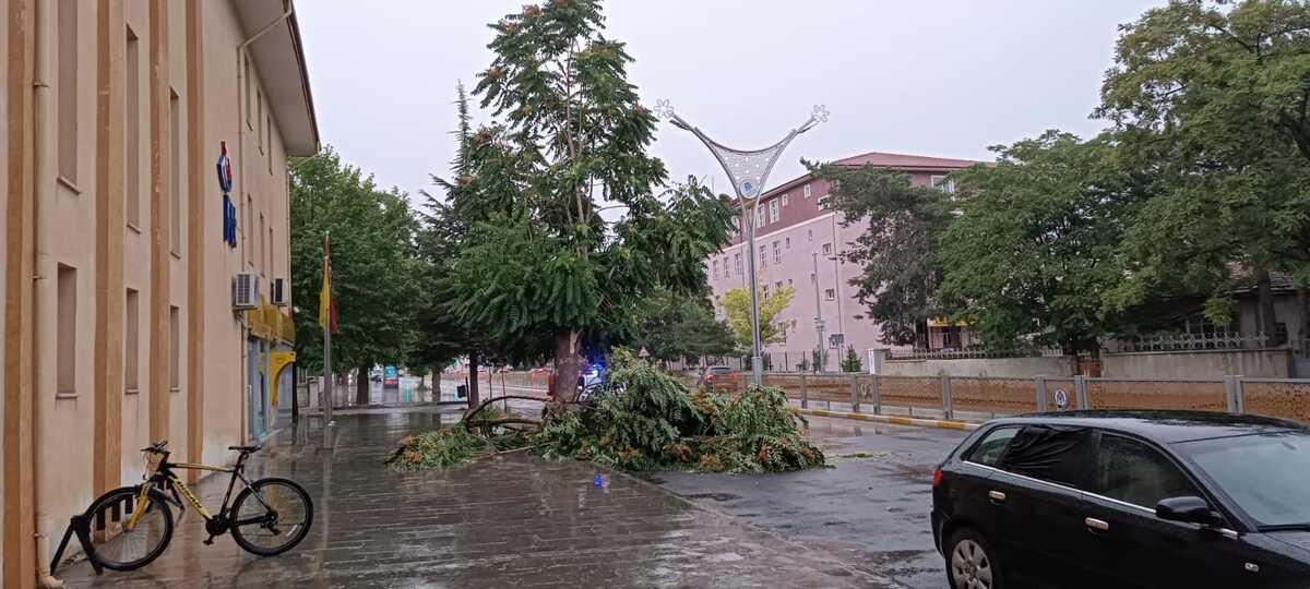 Erzincan’da Fırtına Ağaçları Dev