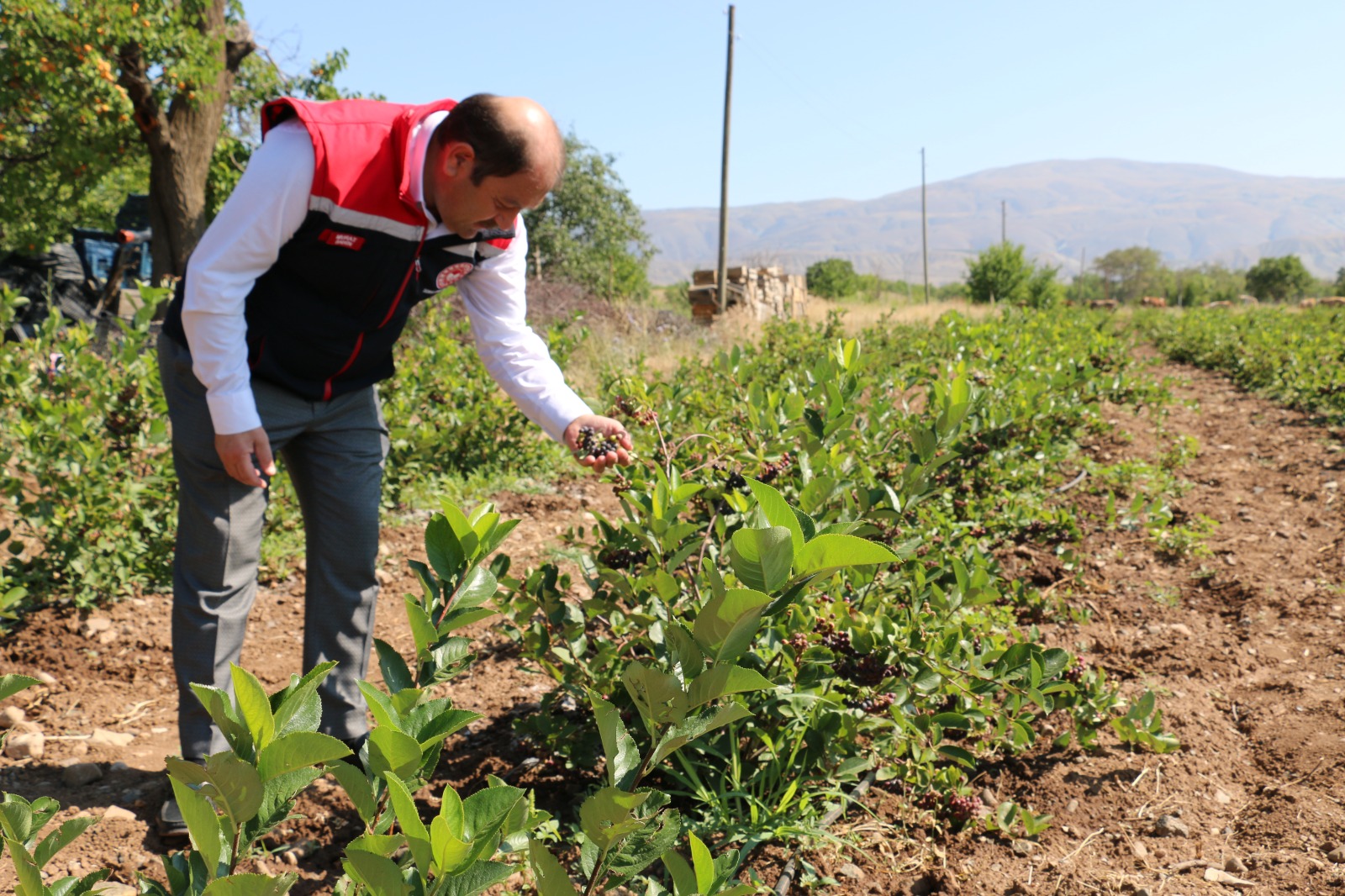 Erzincanın Ilk Aronyacısı (4)