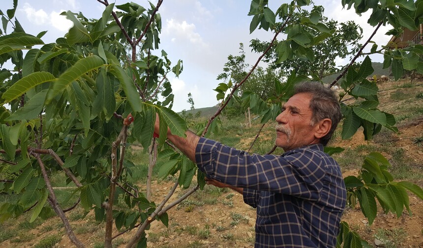 Erzincan’ın Komşu Ilçesinde Kurt