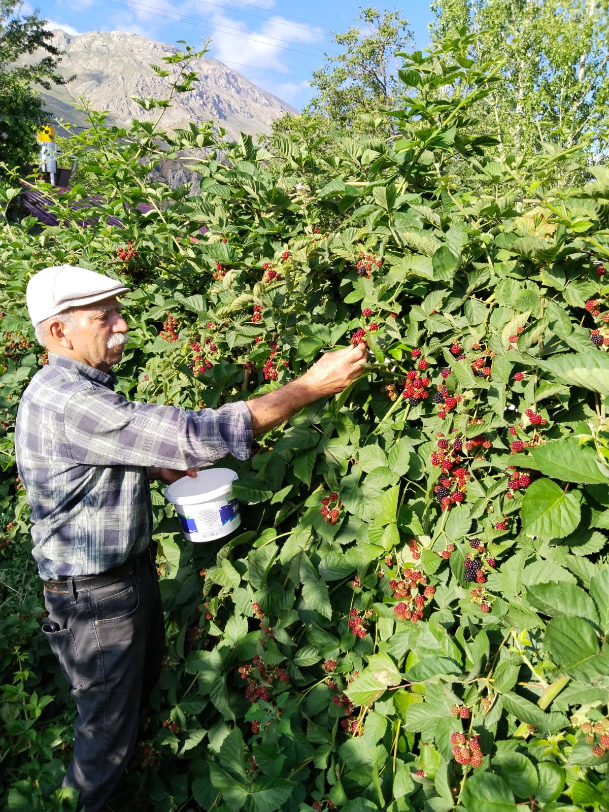 Erzincan Böğürtlen Hasadı (1)