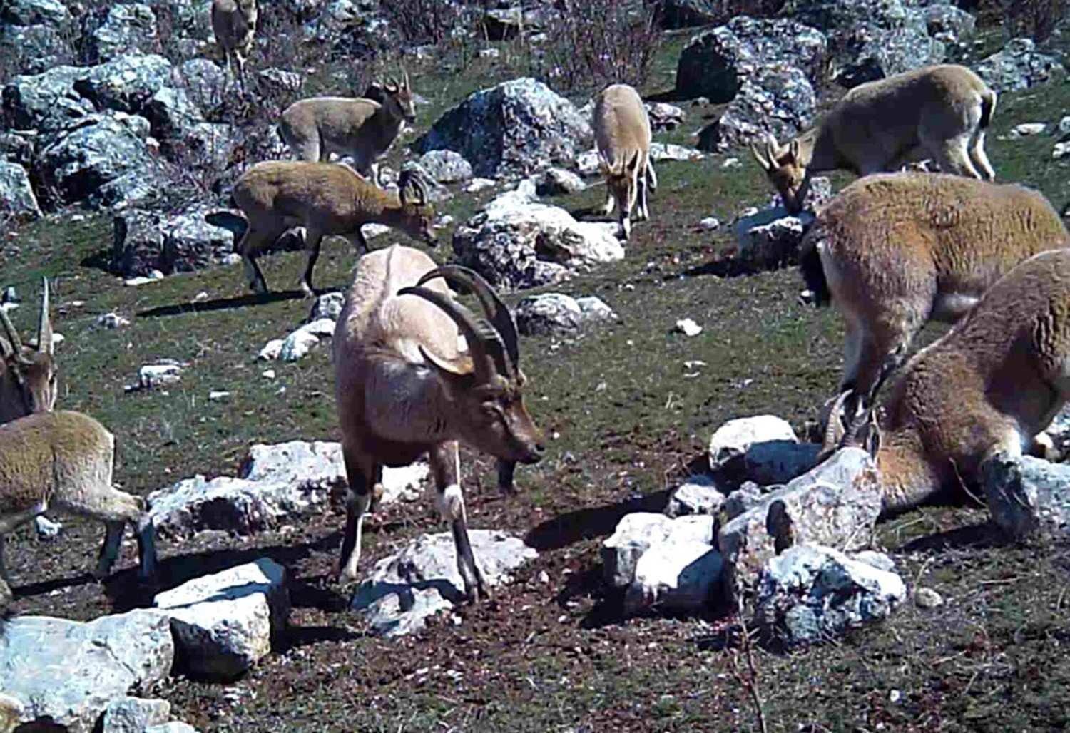 Erzincan’da Yaban Keçileri Munzur Dağının Otlaklarında, Fotokapanla Görüntülendi 1