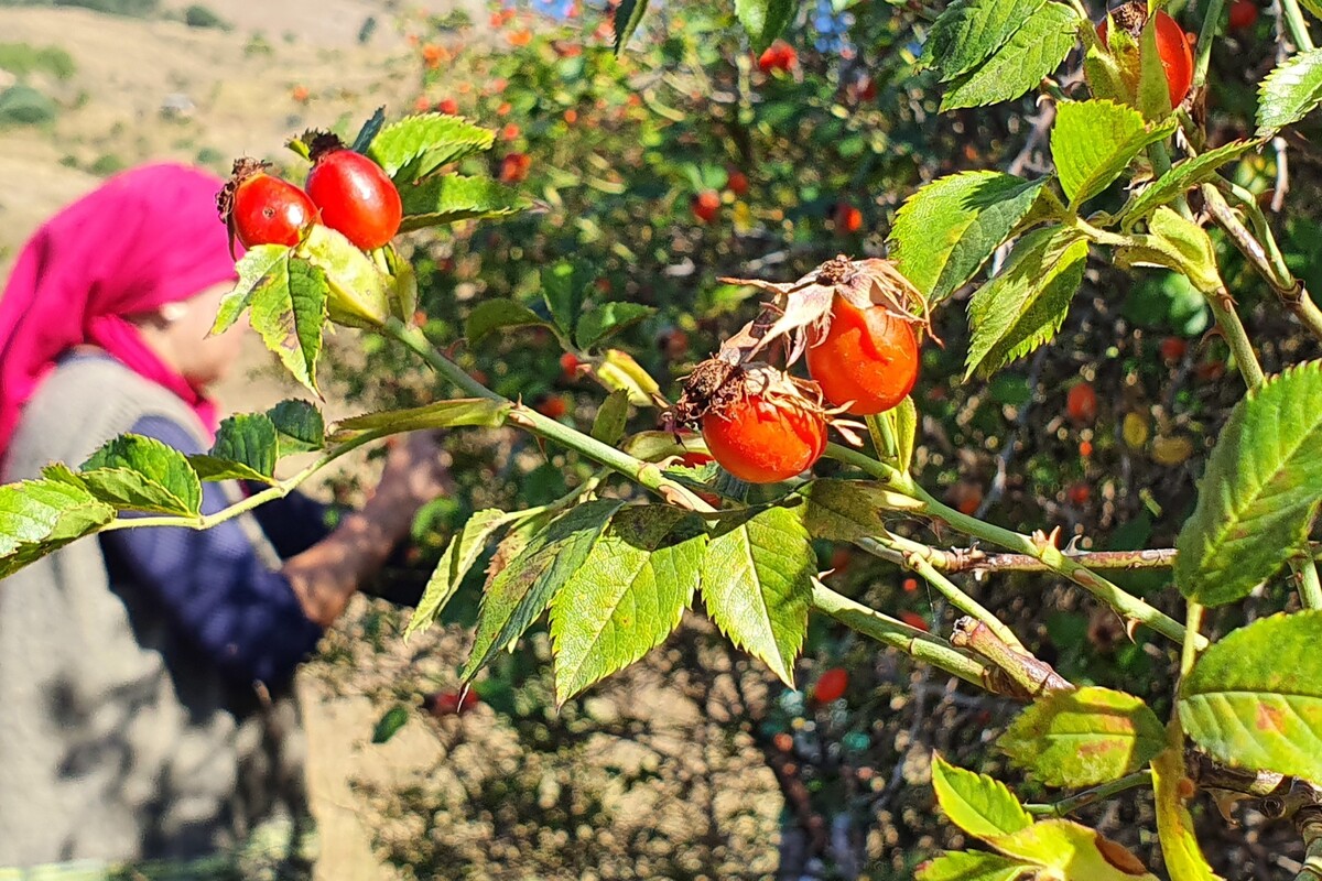 Erzincan’da Zorlu Arazilerde Kuşburnu Toplanıyor