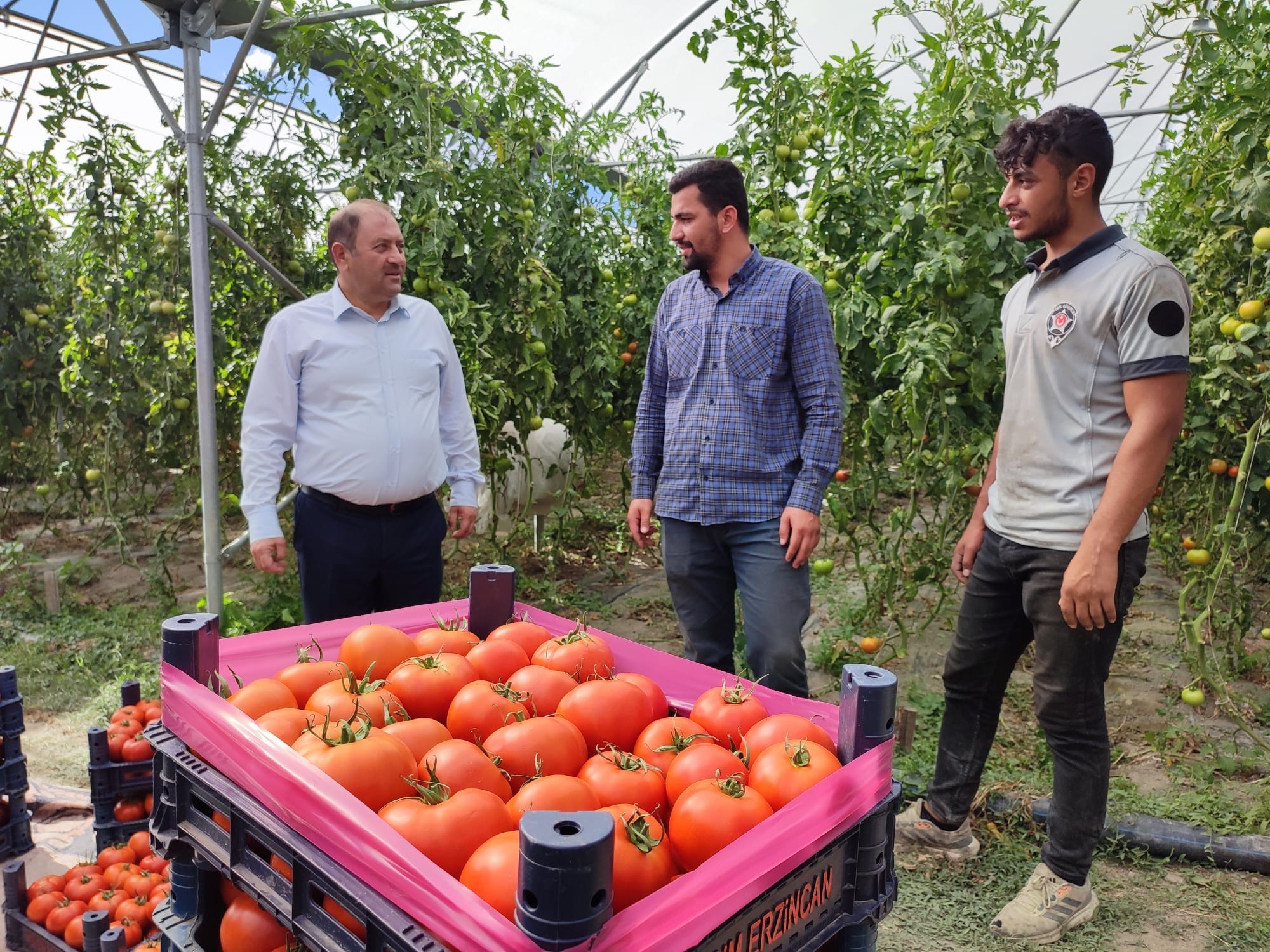 Erzincan'ın Domatesleri Bölge İllerin Sofralarını Süslemeye Devam Ediyor