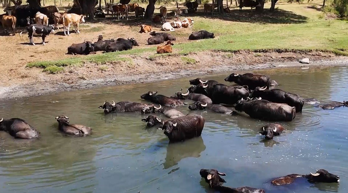 Mandaların Keyifli Dakikaları! Burası Serengeti Değil Erzincan Ovası