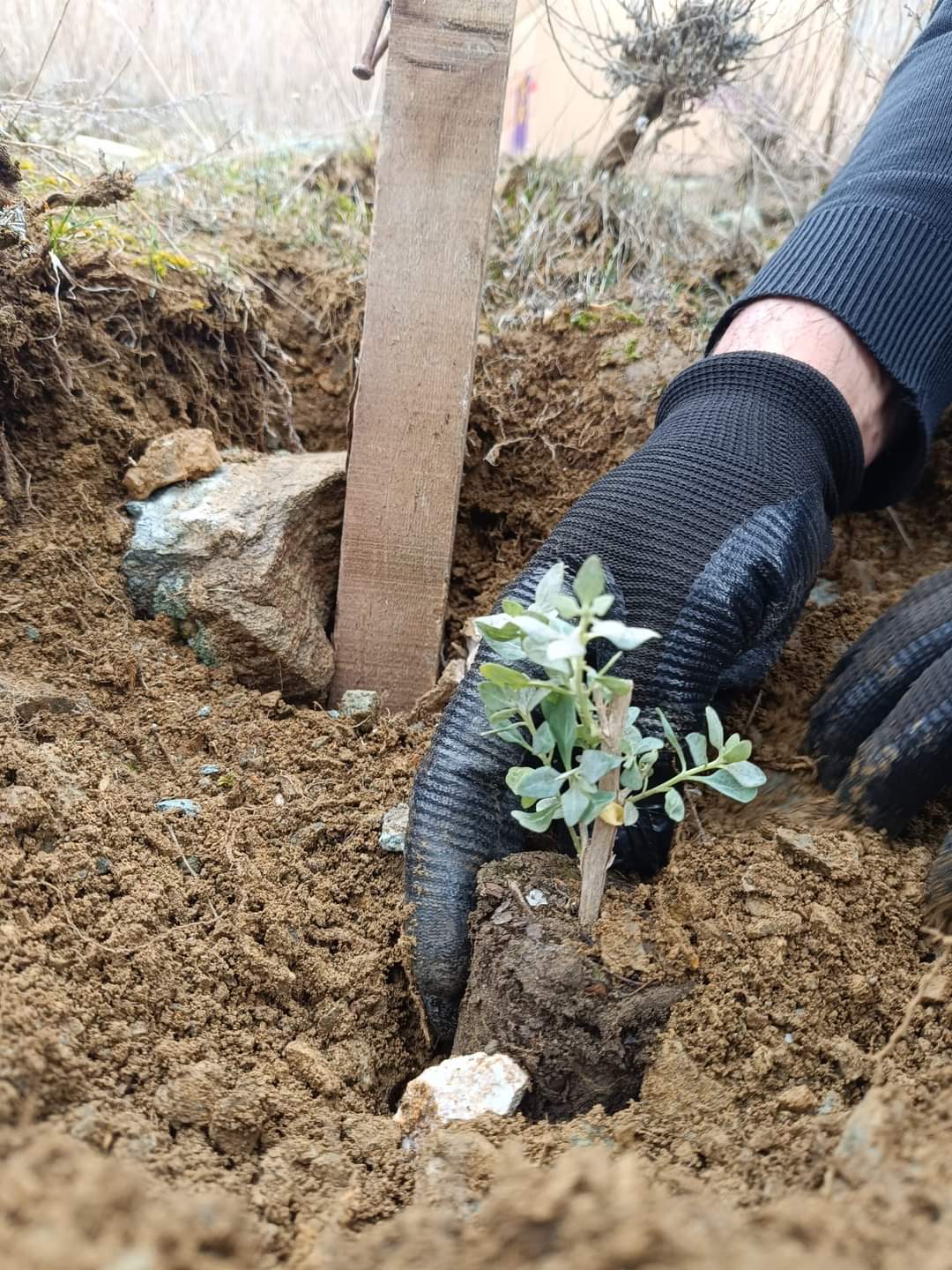 Başpınar Köyüne 100 Bin Tuz Çalısı Dikilecek (1)