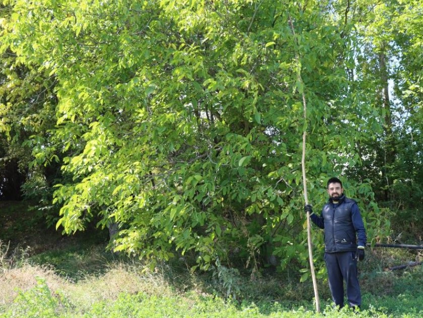 Erzincan’da Ceviz Hasadı Başladı. Önlem Alın! (1)