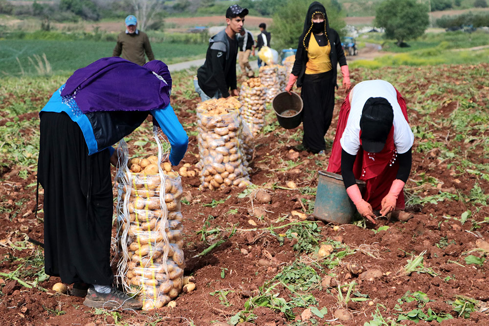 Patates Üretimi Hasatı