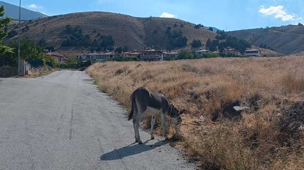 Yaylabşında Bulundu Sahibi Aranı