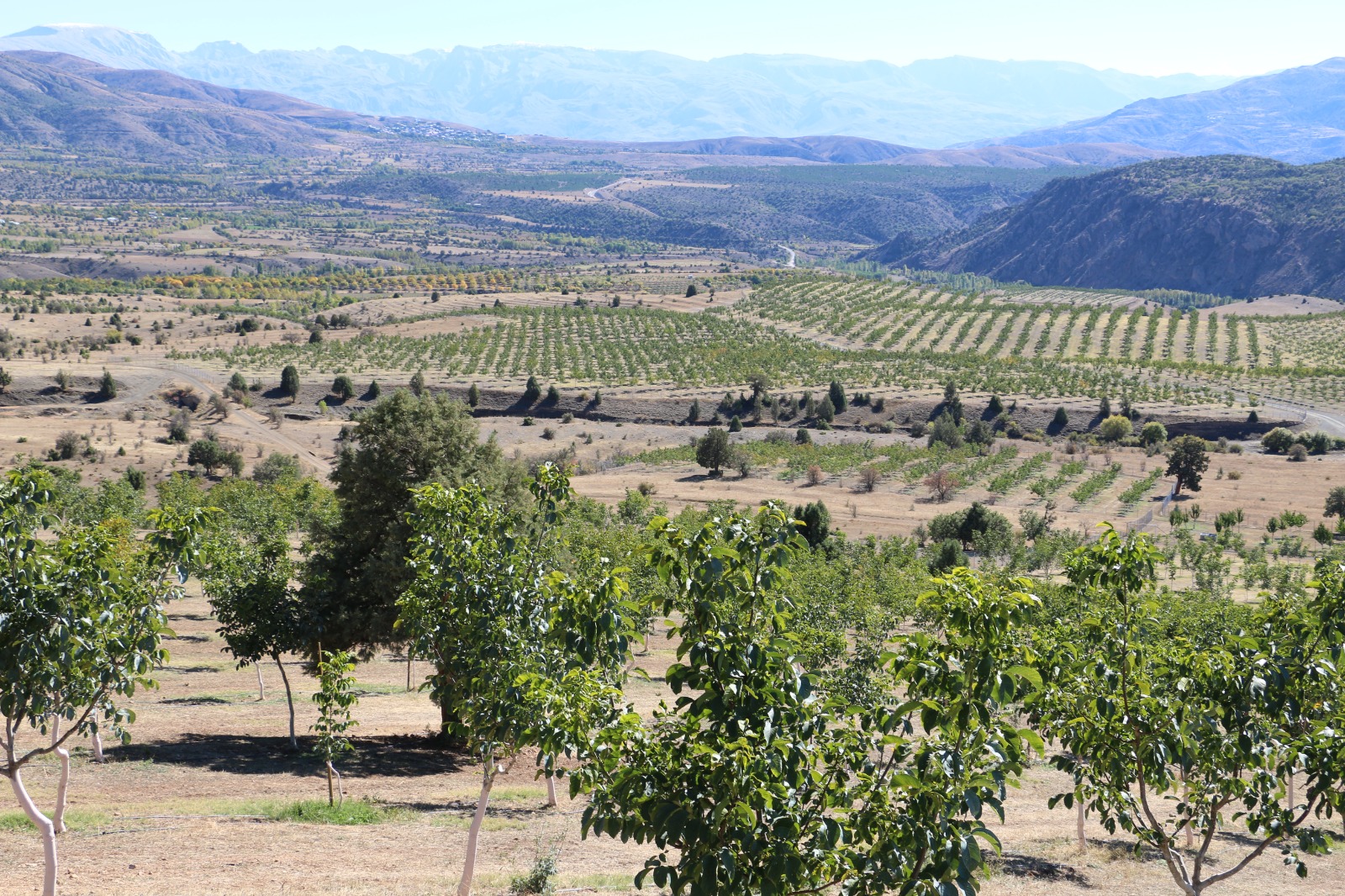 Erzincan’da 1400 Dekar Arazide 35 Bin Ceviz Ağacı Dikti (11)