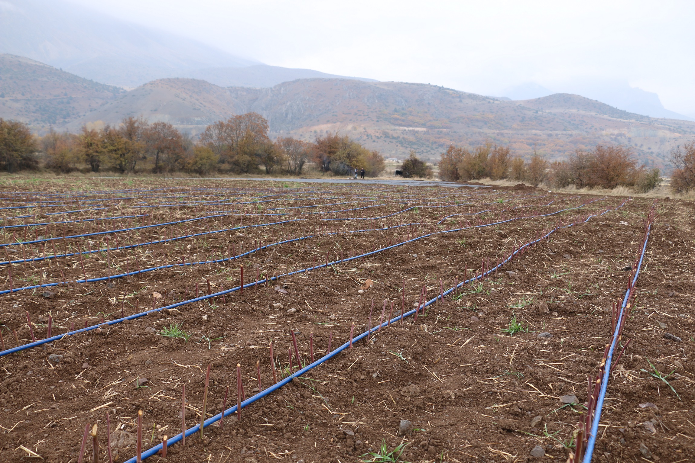 Erzincan’da Binlercesi Daha Yetişiyor… (3)