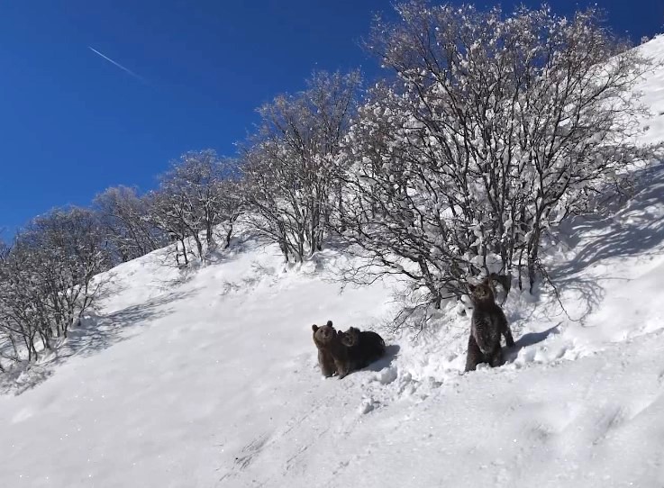 Erzincan yolunda ayı ailesi drona yakalandı-1