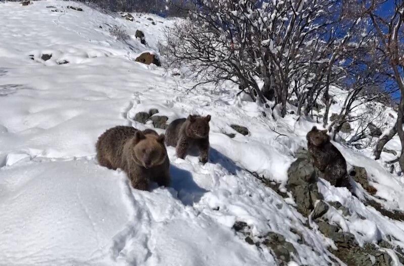 Erzincan yolunda ayı ailesi drona yakalandı-2