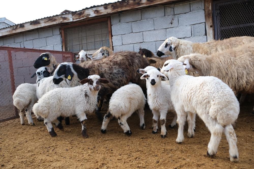 Erzincanlı Çiftçiler Yılın Son Kuzularını Kucakladı-1