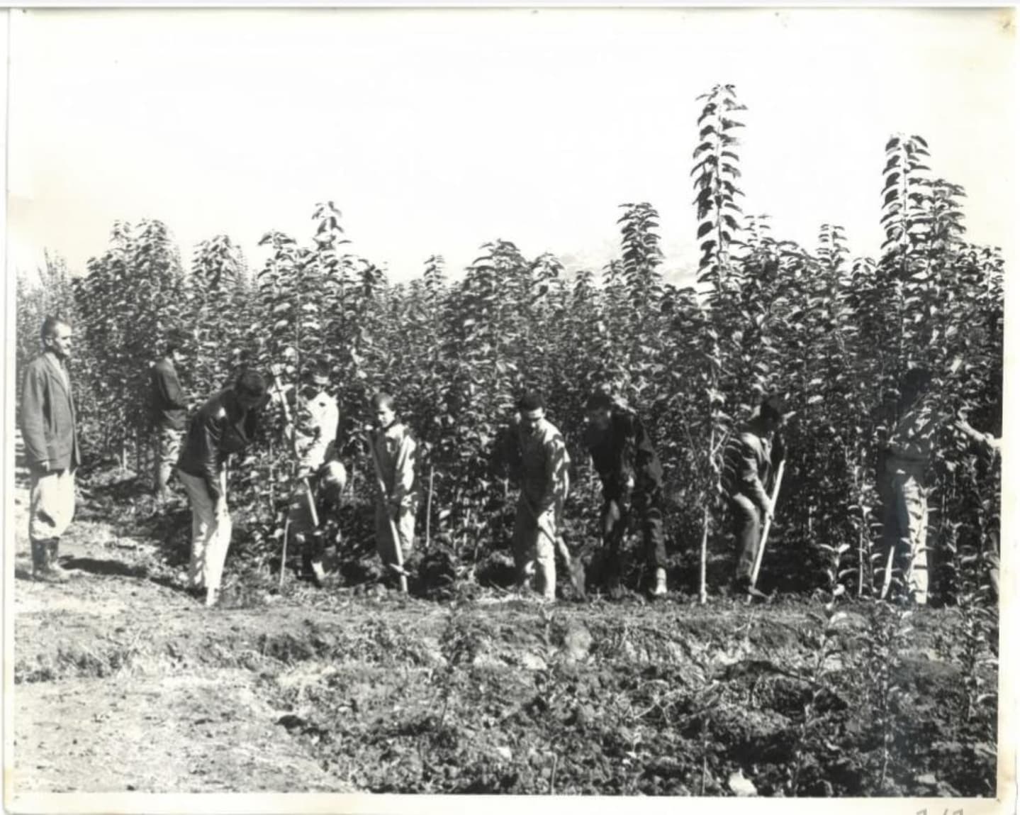 Erzincan'da 98 Yaşındaki Kurum Arşivinden Nostaljik Erzincan Fotoları.. (1)