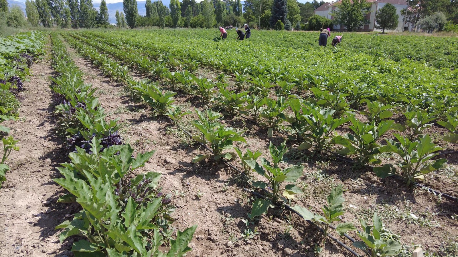 Basınçlu Sulama Sistemlerine Hibe Başvuruları Başladı (2)