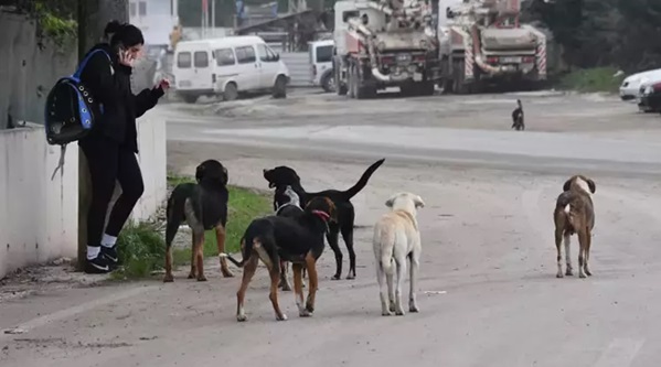 Sokak Hayvanları Uyarı